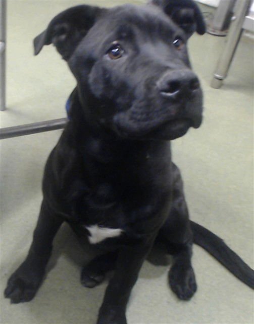 RICO - Pit Bull Terrier available for adoption