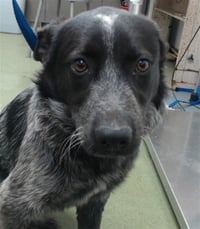 PAISLEY - Photo 1