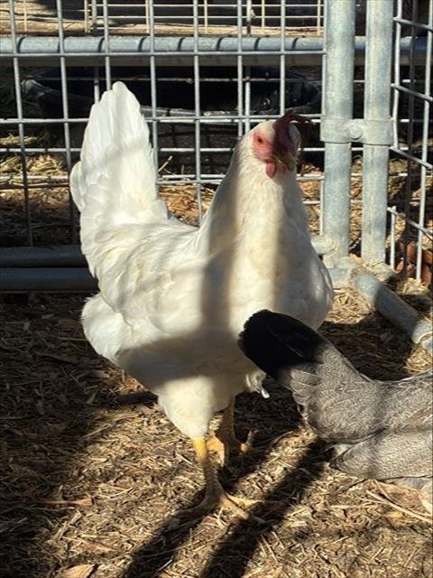 MR WHITE - Chicken available for adoption