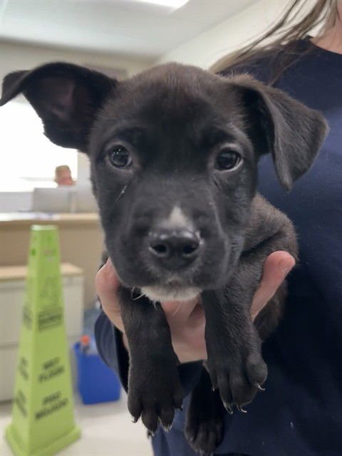 BITTY BOB - Pit Bull Terrier available for adoption