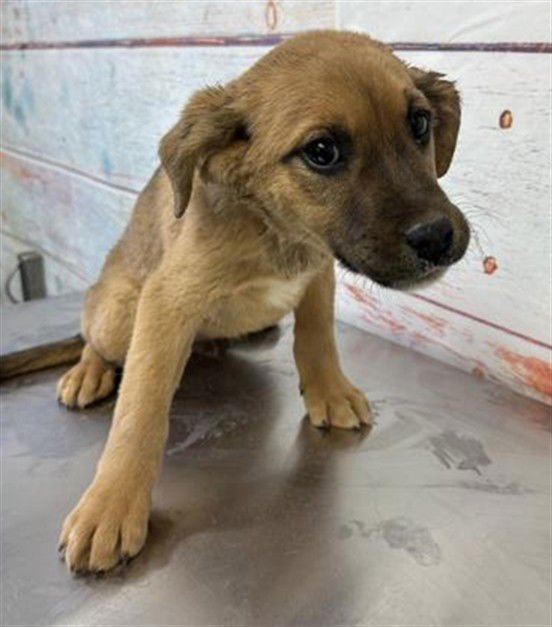 MED WAIVER MONEY - Labrador Retriever available for adoption