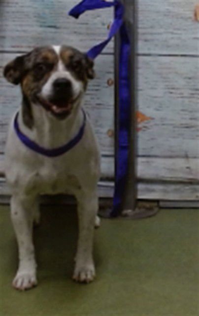 ROSIE - Beagle available for adoption