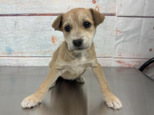 PUDDING - Terrier / Labrador Retriever available for adoption