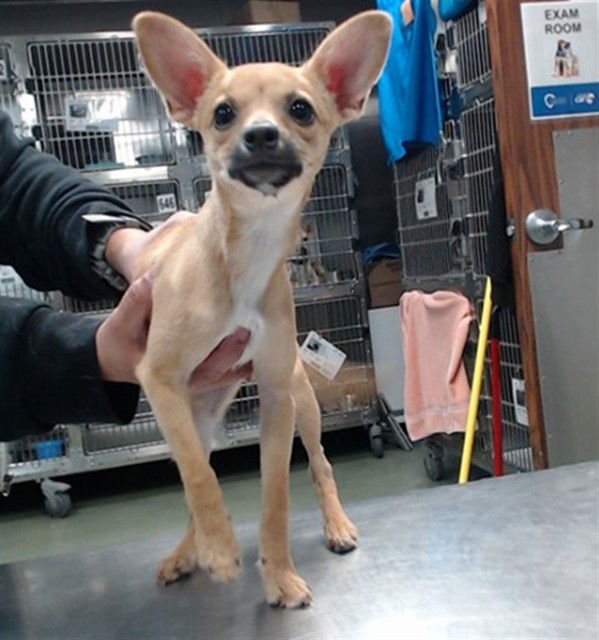 ARABELLA - Chihuahua available for adoption
