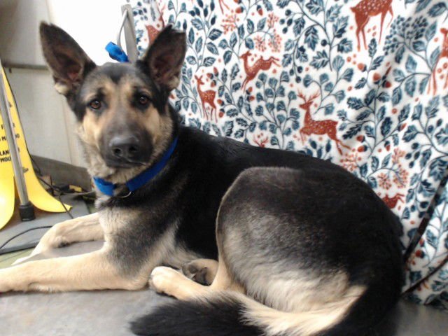 TIPPER - German Shepherd Dog available for adoption