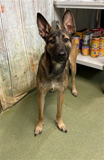 ZIVA - Belgian Shepherd Malinois available for adoption