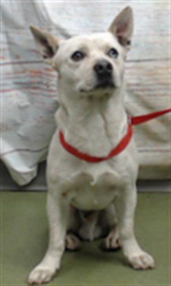 TOBY - Australian Cattle Dog/Blue Heeler available for adoption