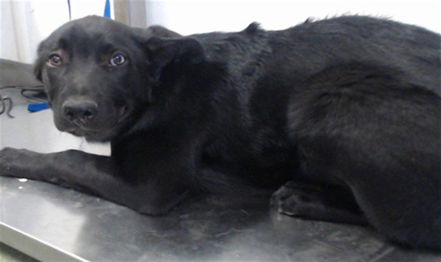 MED WAIVER WINCHESTER Image