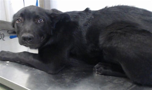 MED WAIVER WINCHESTER - German Shepherd Dog available for adoption