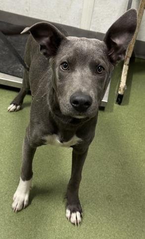 MIKE - Pit Bull Terrier available for adoption