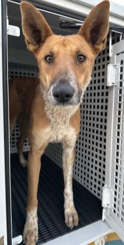 MED ADOPT FRIJOLES - German Shepherd Dog available for adoption