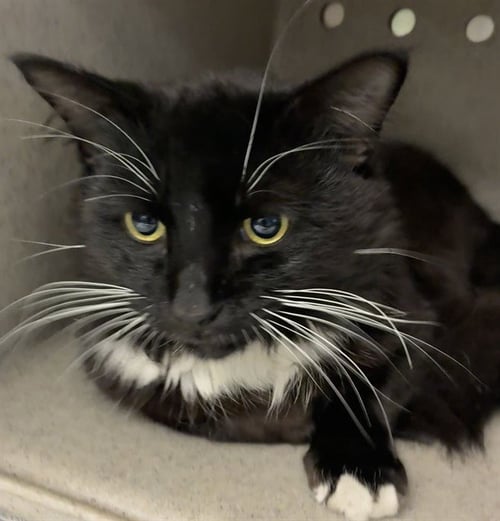 MIDNIGHT - Domestic Short Hair available for adoption
