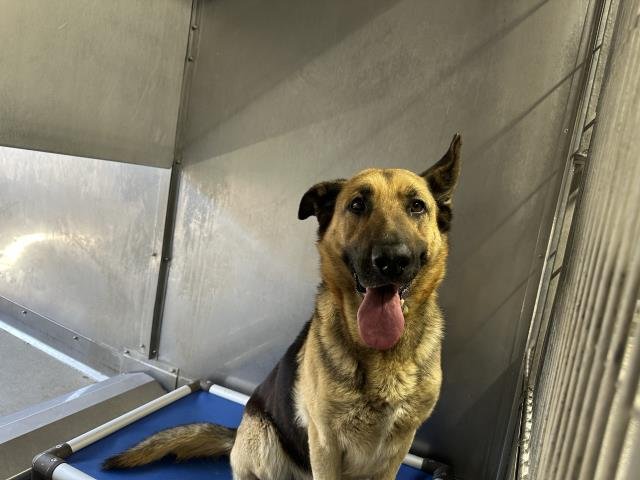 BERNICE Image