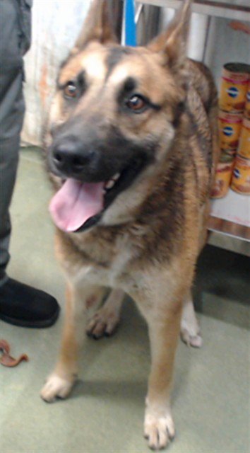 MED WAIVER BRUCE - Belgian Shepherd Malinois available for adoption