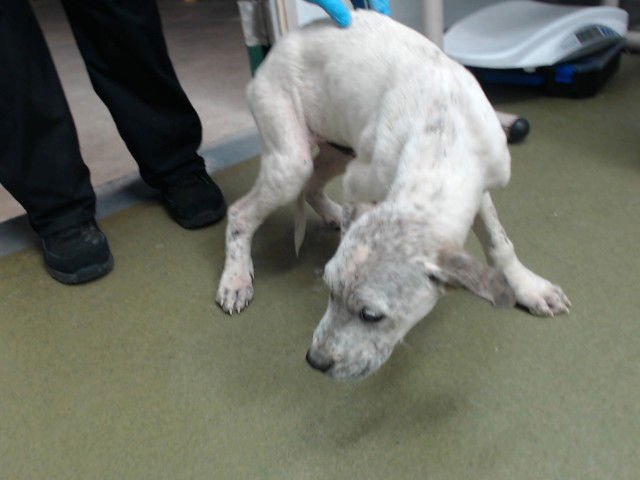 JUNER - Labrador Retriever available for adoption