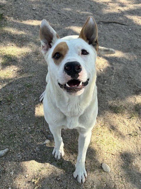 URGENT RESCUE ONLY GIDEON - Pit Bull Terrier available for adoption