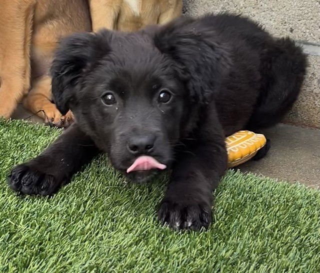 BUNNY - Labrador Retriever available for adoption