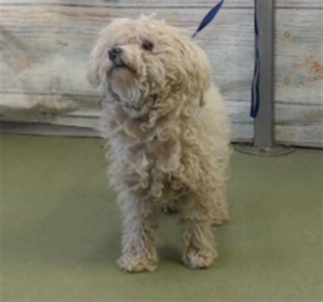 MOPSEY - Poodle (Miniature) available for adoption