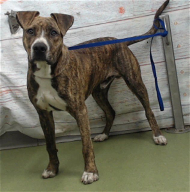 BOBBERT - Pit Bull Terrier available for adoption