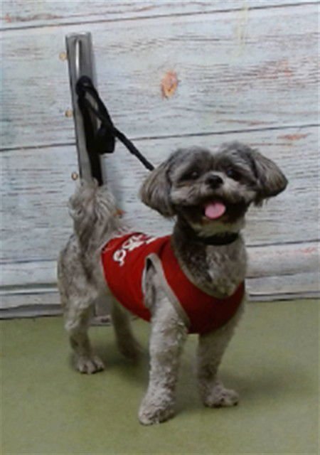CHICO - Shih Tzu available for adoption