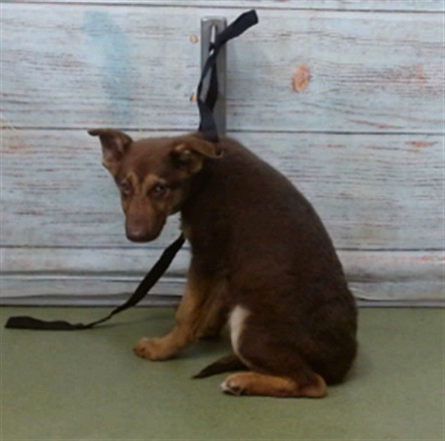 MED WAIVER RICCO - German Shepherd Dog available for adoption