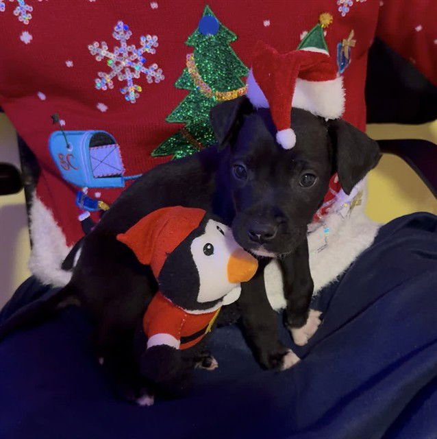 THEODORE - Labrador Retriever available for adoption