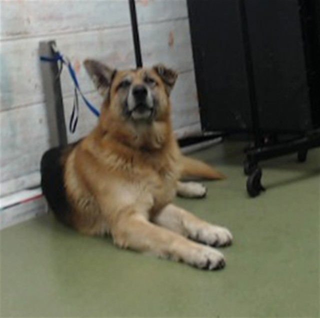 GREG - German Shepherd Dog available for adoption
