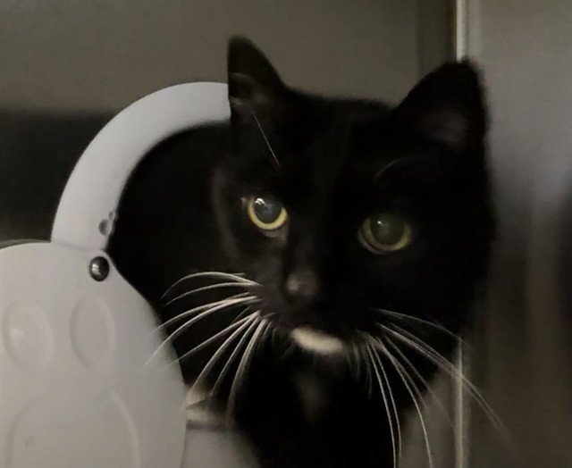 JESSIE Image