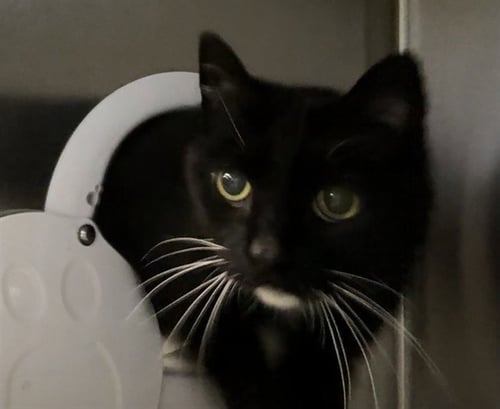 JESSIE - Domestic Short Hair available for adoption