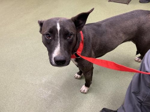 XENA - Pit Bull Terrier available for adoption