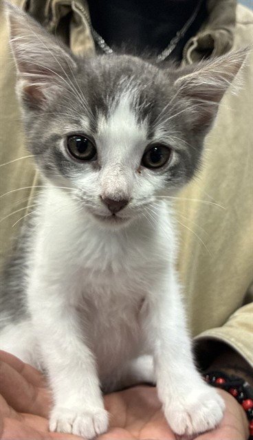 HERON - Domestic Short Hair available for adoption