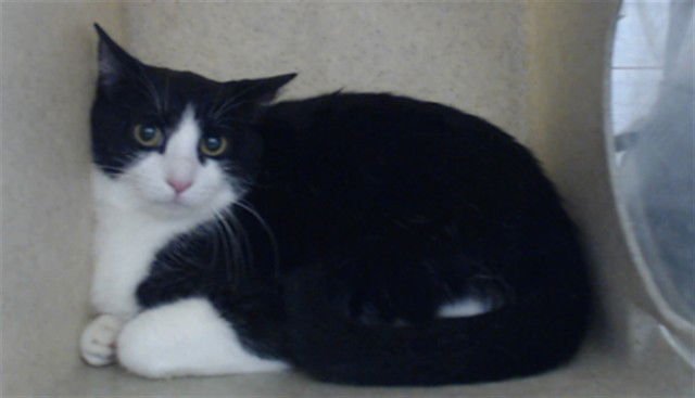 ELIANA - Domestic Short Hair available for adoption