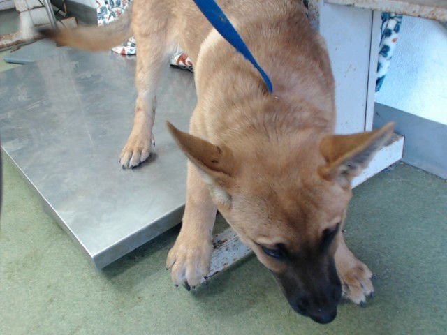 GABLE - German Shepherd Dog available for adoption