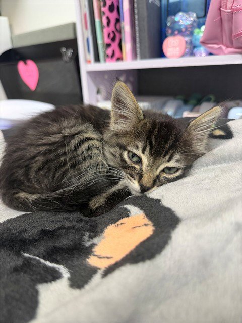 MED ADOPT MINNIE Image