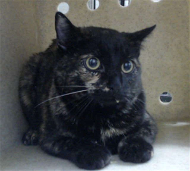 MABEL - Domestic Short Hair available for adoption