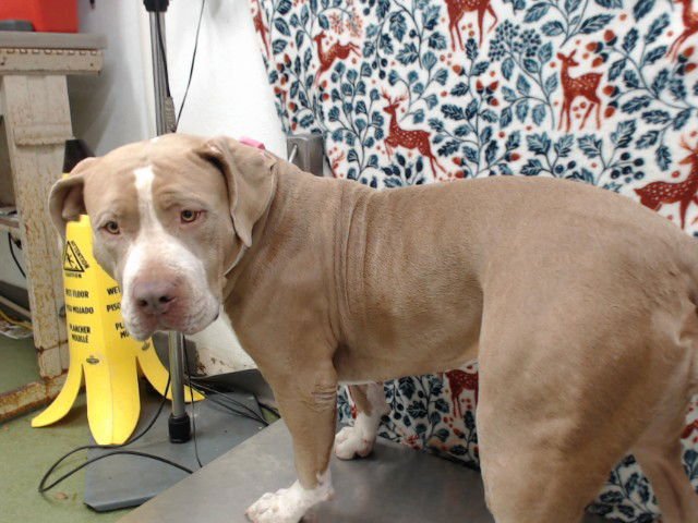 LEELA - Pit Bull Terrier available for adoption