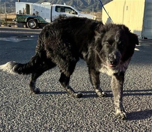 URGENT MED ADOPT PRINCETON