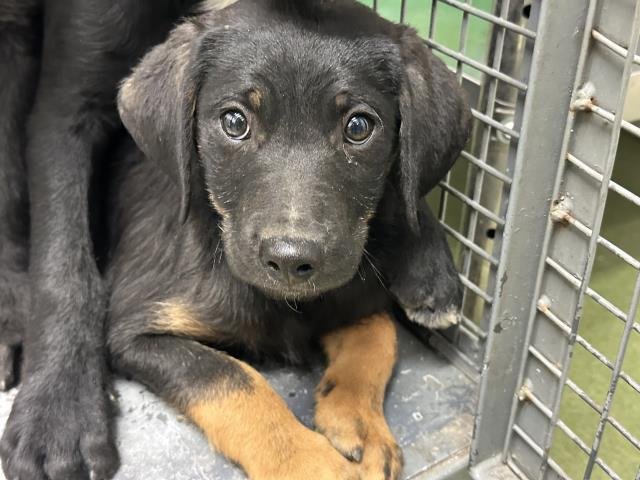 MED WAIVER ROCKER - Labrador Retriever available for adoption