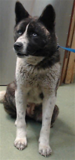 APRIL - Akita available for adoption