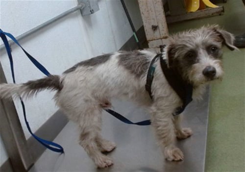 MED WAIVER PILOT - Terrier available for adoption