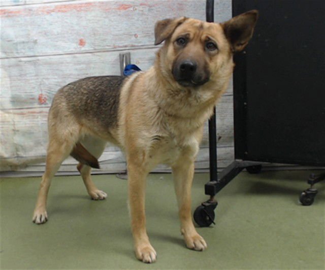 CLEO - German Shepherd Dog available for adoption