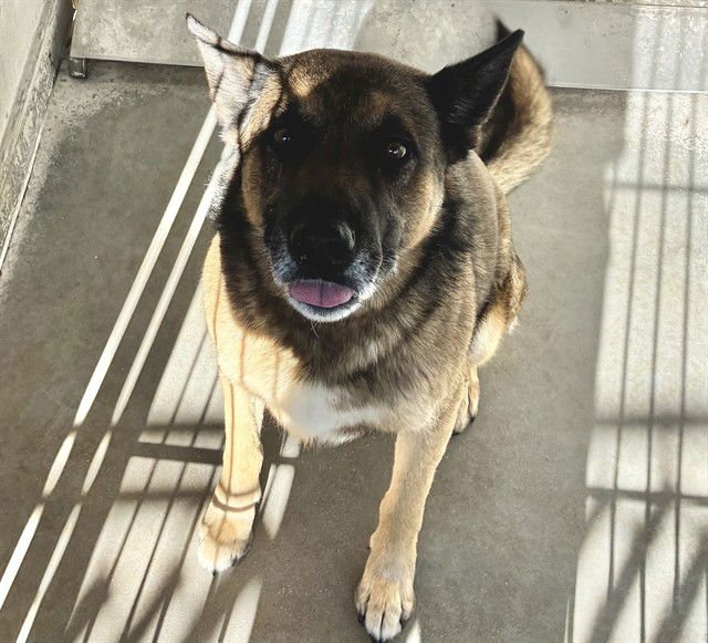 DRIFTER - German Shepherd Dog available for adoption