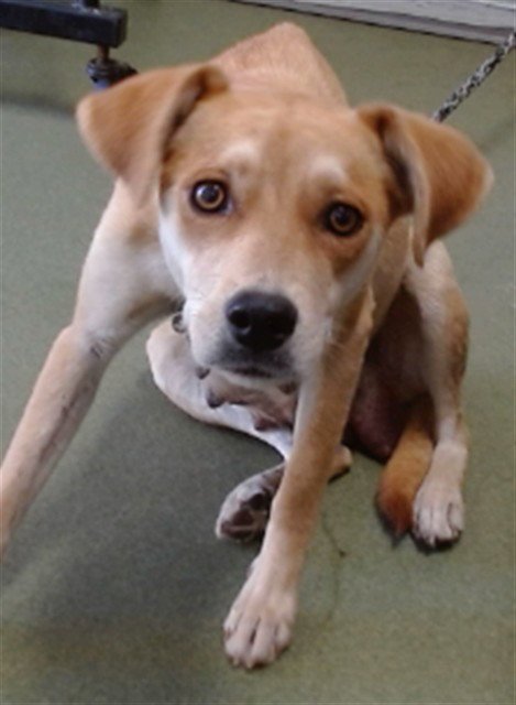 MED WAIVER MAMA AMBER - Beagle available for adoption
