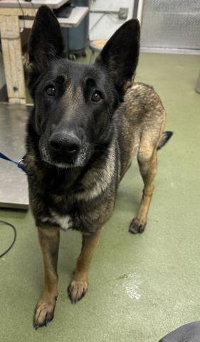 MAMA DIAMOND - Belgian Shepherd Malinois available for adoption
