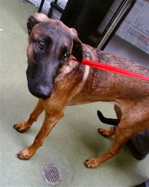 ATHENA - Belgian Shepherd Malinois available for adoption