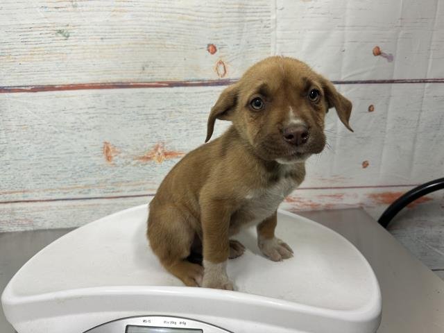 MED WAIVER JEFF - Pit Bull Terrier available for adoption