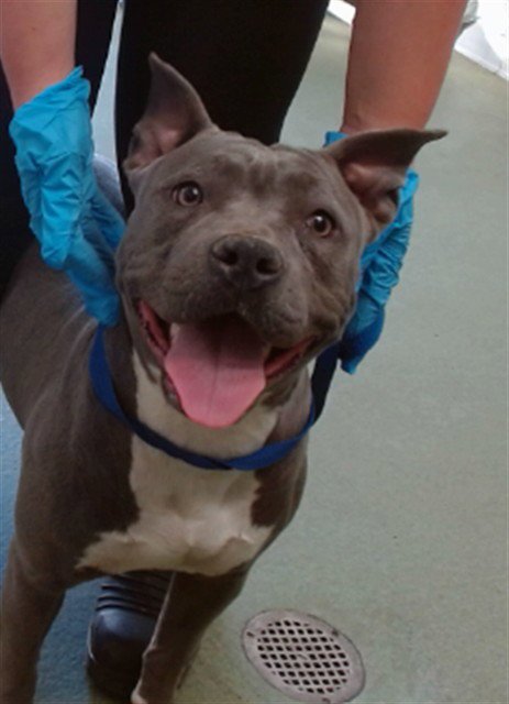 LOLA - Pit Bull Terrier available for adoption