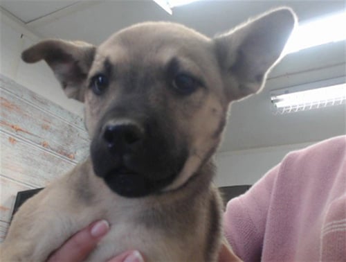 FINN - German Shepherd Dog / Siberian Husky available for adoption