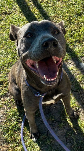 ARROW - Pit Bull Terrier available for adoption