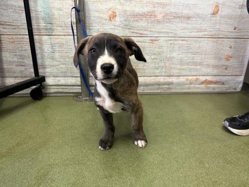 ARTEMIS - Pit Bull Terrier available for adoption